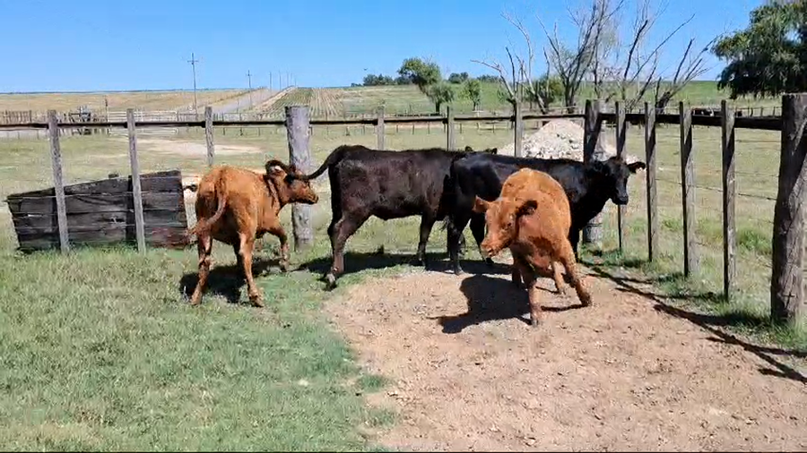 Lote VAQUILLONAS INVERNADA