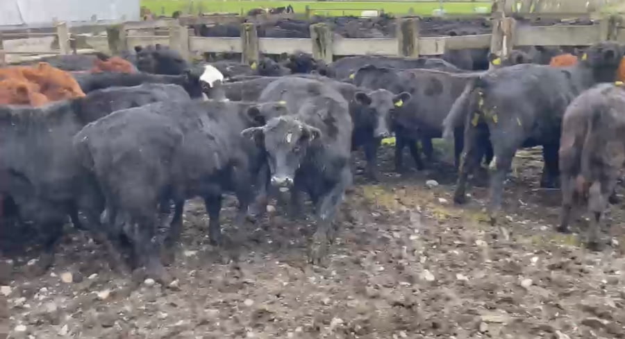 Lote 56 Ternera en Río Bueno, XIV Región Los Ríos