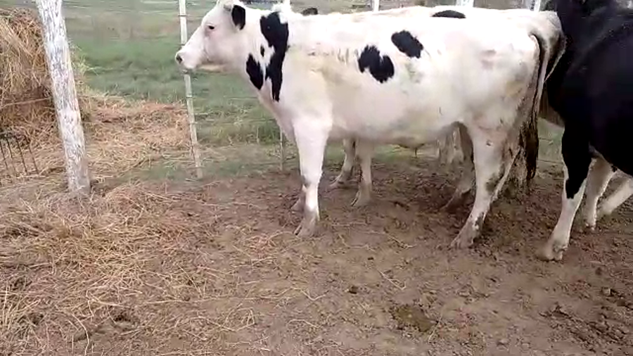 Lote 5 Novillos en Santa Fe, Sunchales