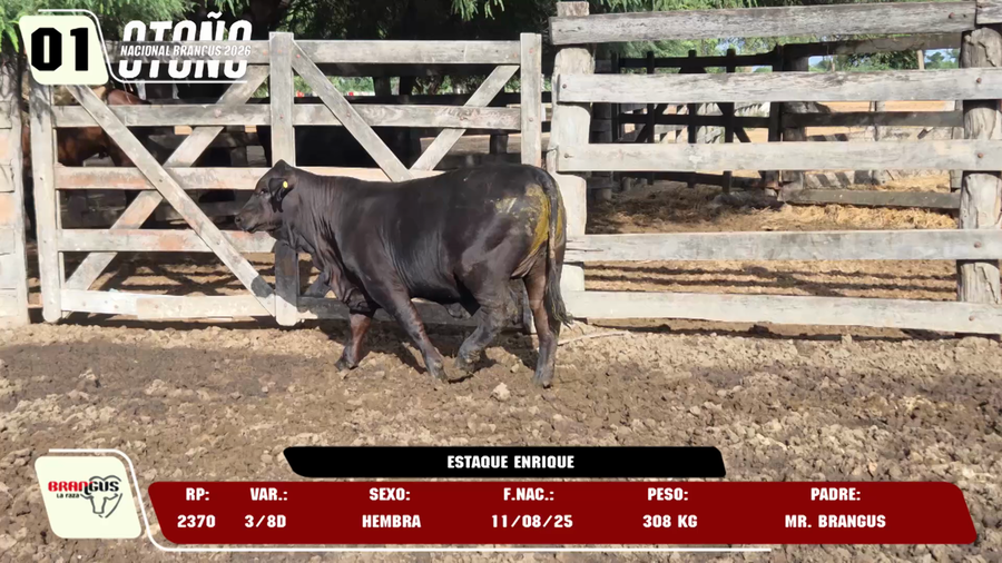 Lote LOTE 1 -DE JUNIOR