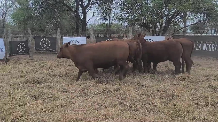Lote Vaquillona preñada