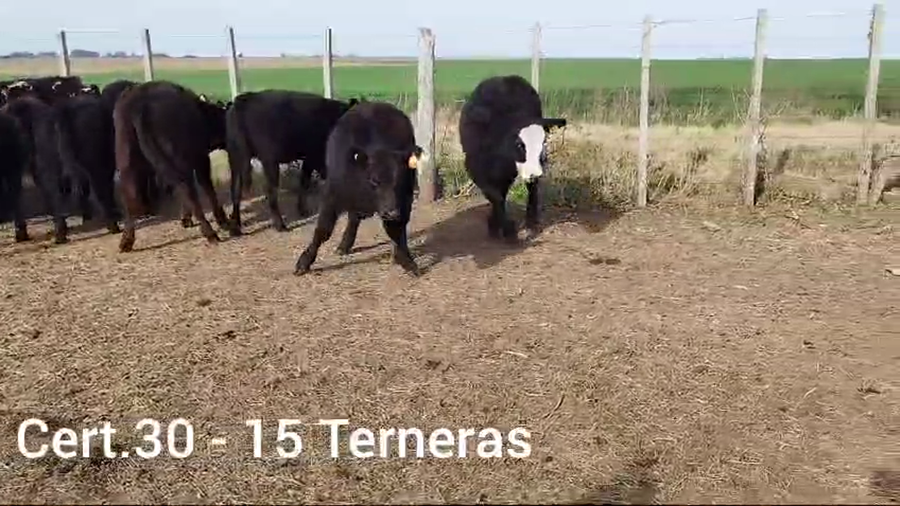 Lote TERNERAS