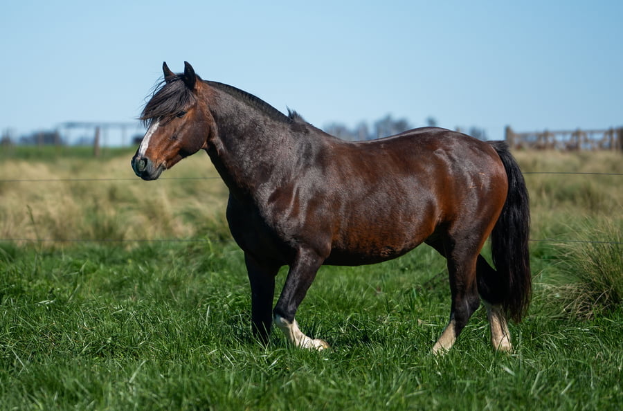 Lote AGUA DE LOS CAMPOS Y M. NEGOCIANTE
