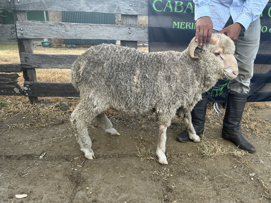 Lote Borrego 2D (MO: Si)