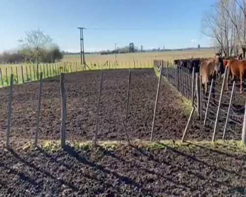 Lote 30 Terneros/as de 185Kg en La Plata, Buenos Aires