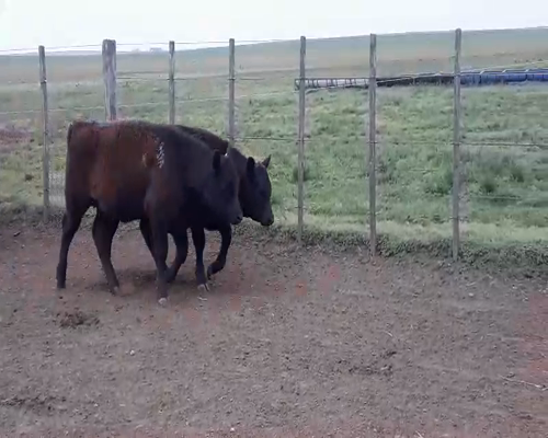 Lote 59 Terneros/as en Guaminí, Buenos Aires