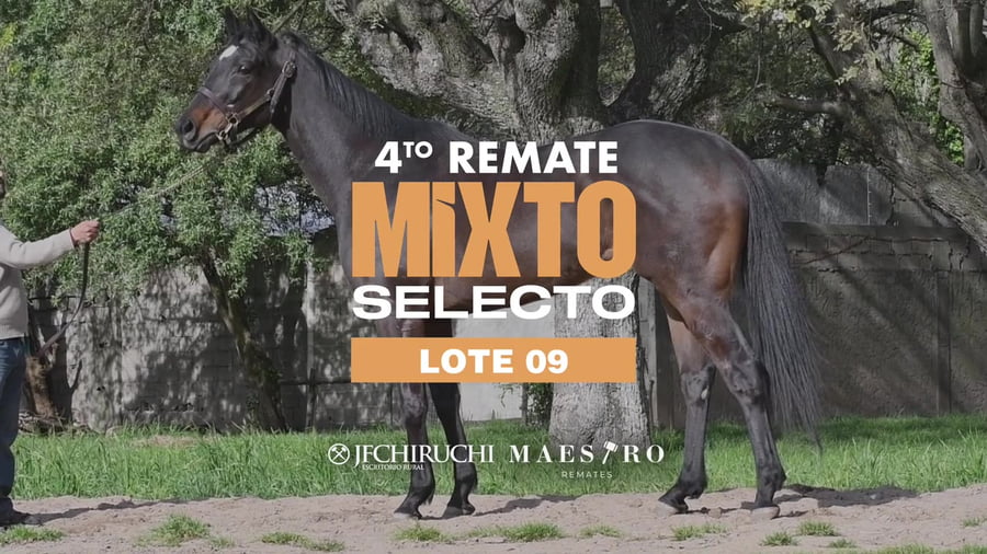 Lote BLACK SUGAR