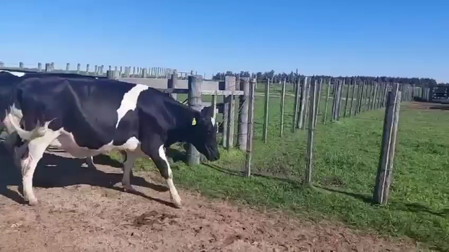 Lote 2 Vaquillonas  a remate en Pantalla Camy 480kg - , San José