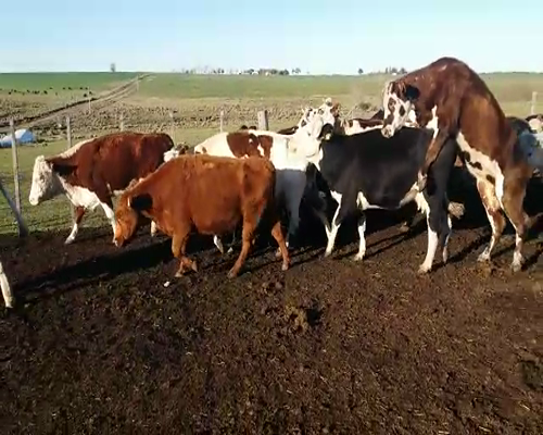 Lote (Vendido)19 Vacas de Invernada 5NO - 14AA/ HE a remate en Pantalla Carmelo 470kg -  en LARRAÑAGA