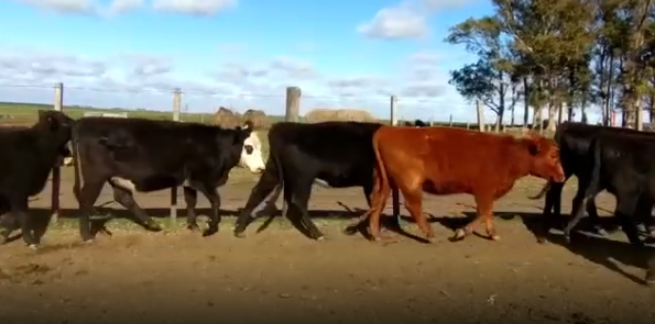 Lote 12 Terneros y Terneras en Soriano