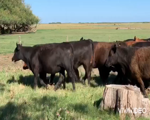 Lote 58 Vaquillonas en Dolores, Buenos Aires
