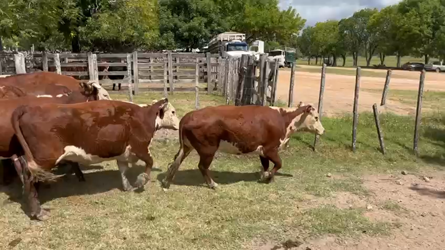 Lote 16 Vacas de Invernada