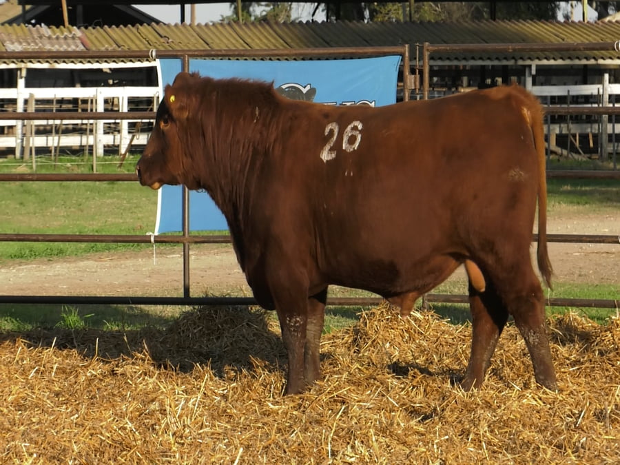 Lote TOROS ANGUS COLORADOS PC