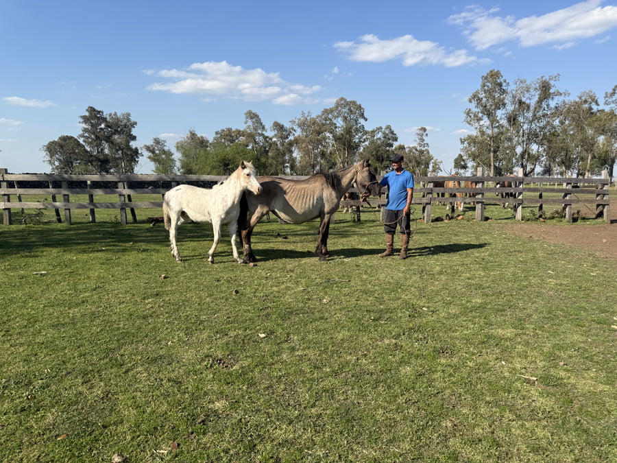 Lote Yegua mansa con cria