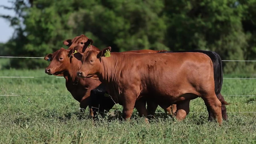 Lote Vaquillonas Brangus Preñadas - Cabaña El Sapucay