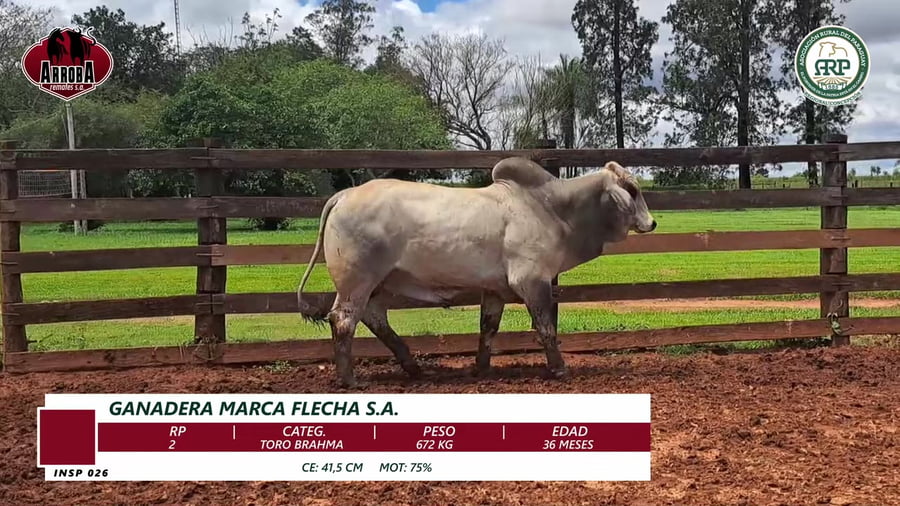 Lote TORO BRAHMAN