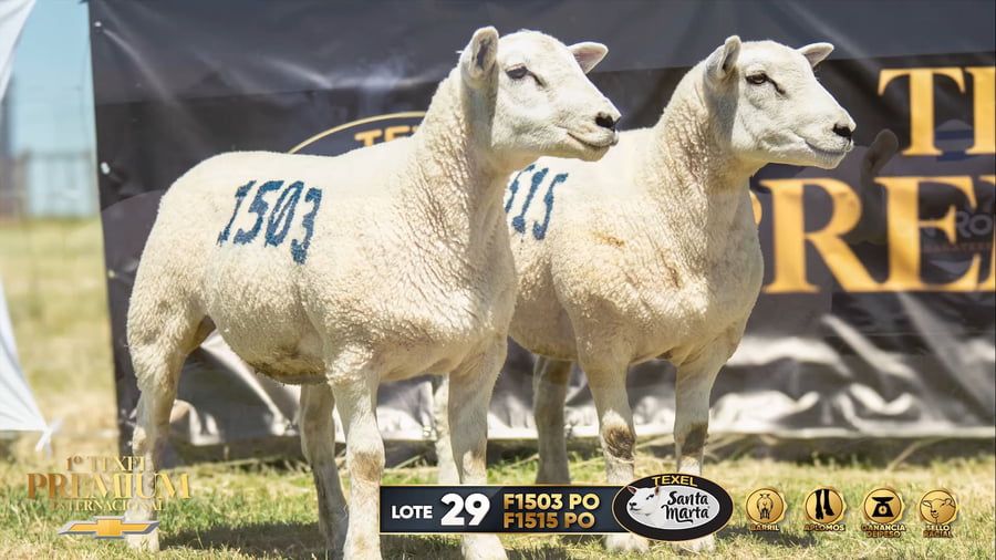 Lote 2 Borregas a remate en 1º Texel Premium Internacional, Canelones