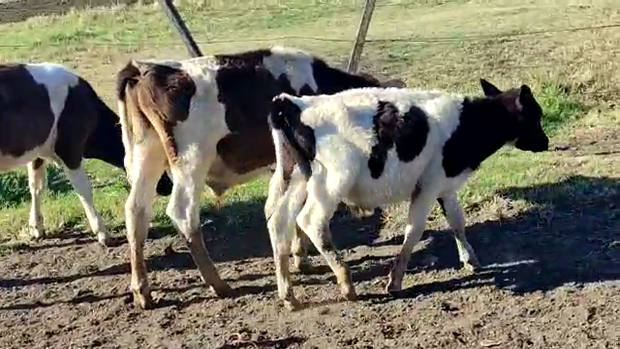 Lote 3 Terneros Holando