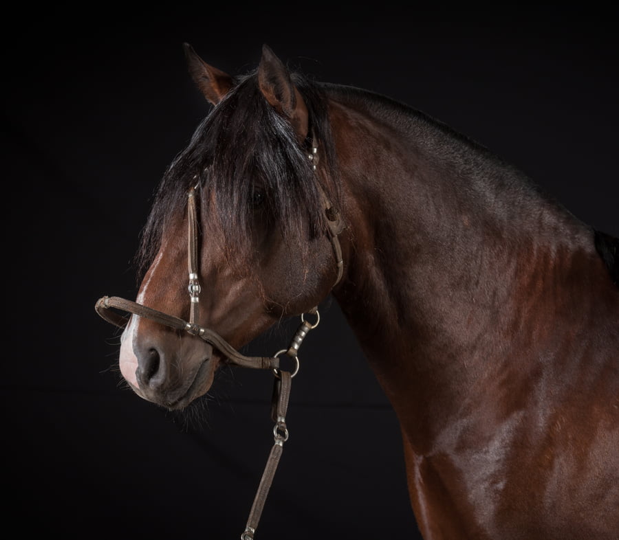 Lote JAGUEL QUILOMBO