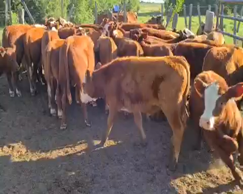 Lote 65 Terneros en Esquina, Corrientes