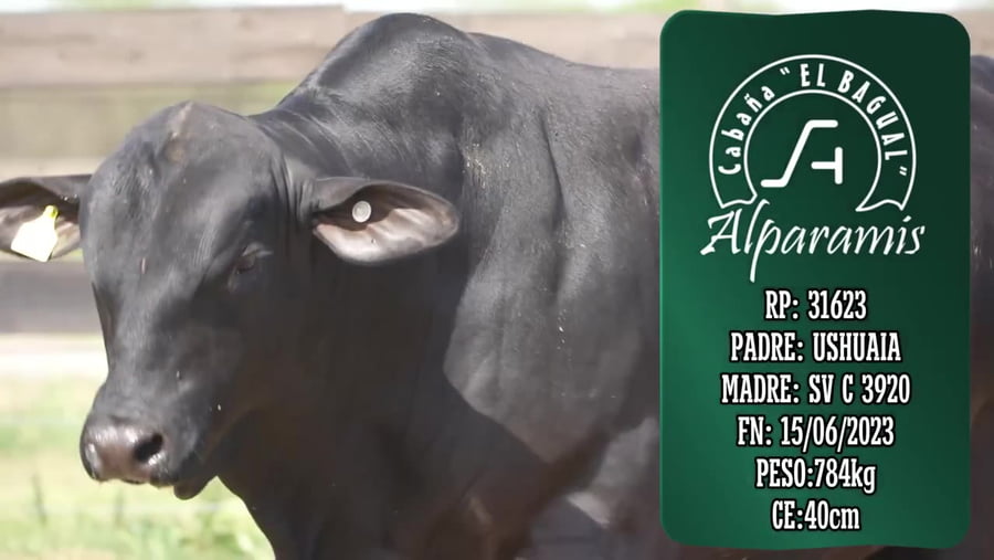 Lote Toro
