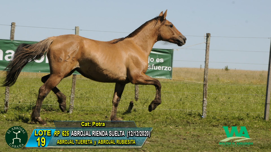 Lote ABROJAL RIENDA SUELTA
