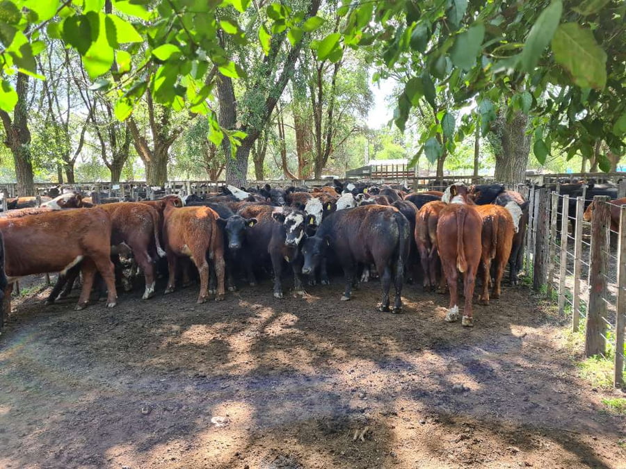 Lote 54 Novillitos en Gral. Lamadrid, Buenos Aires