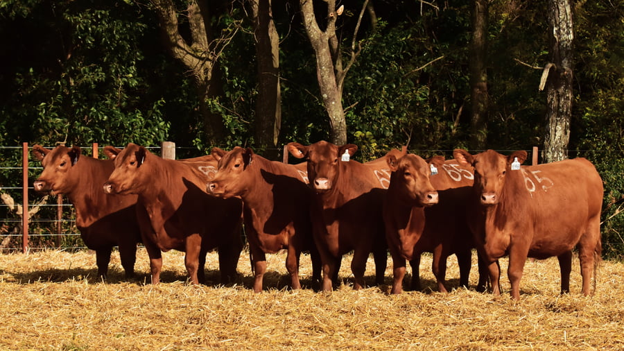 Lote VACAS ANGUS 2° SERV
