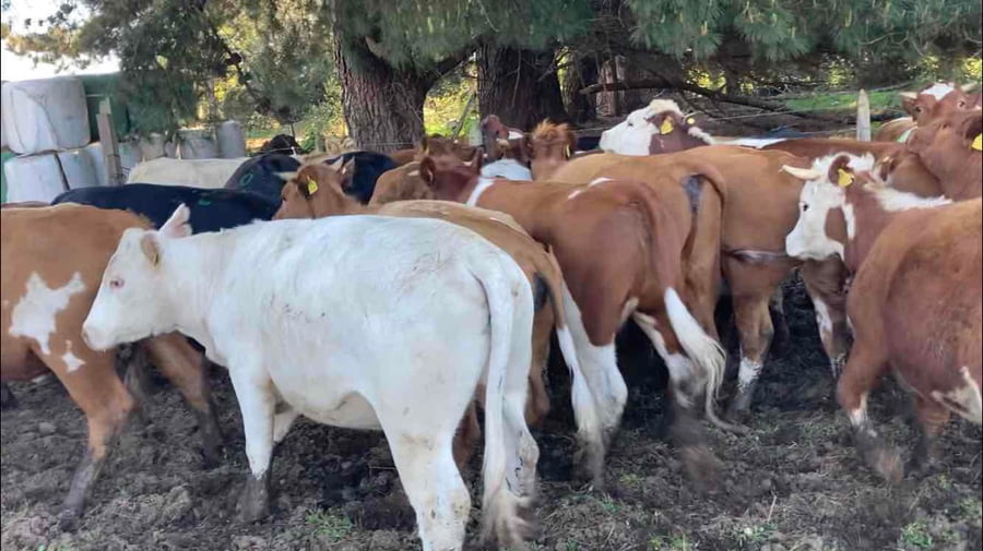 Lote 26 Vaquilla Engorda en Frutillar, X Región Los Lagos