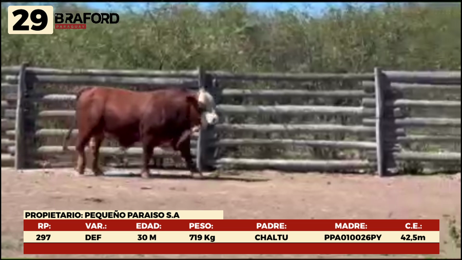 Lote LOTE 29 MACHOS DE CAMPO
