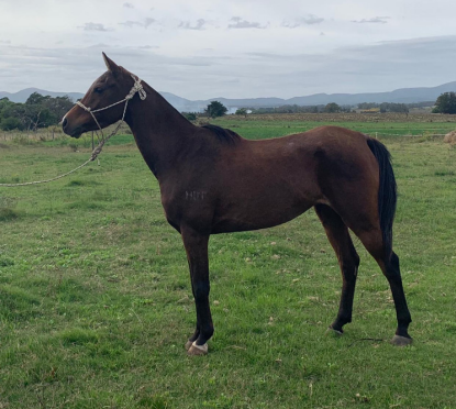 Lote MANTUANO DEL TIMOTE