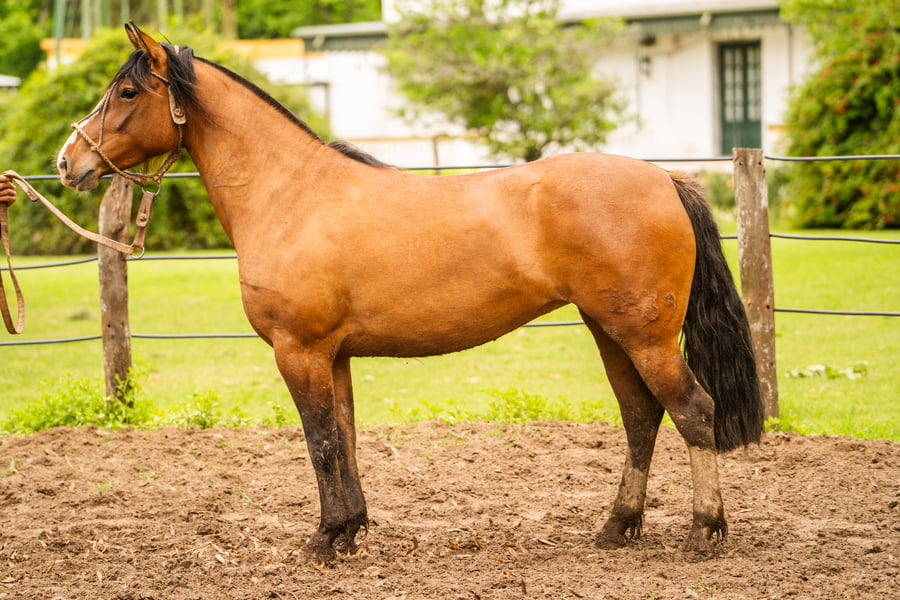 Lote MAÑANERA LUZ MALA