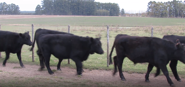 Lote 45 Novillos en Soriano