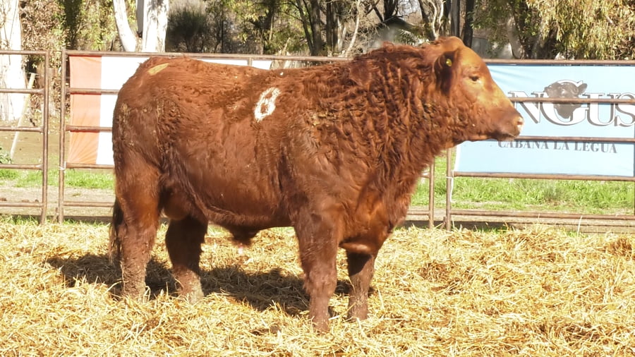Lote TOROS ANGUS COLORADOS PC