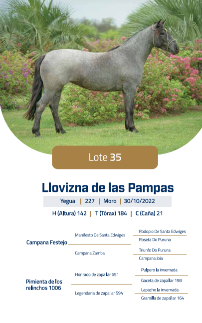 Lote LOTE 35