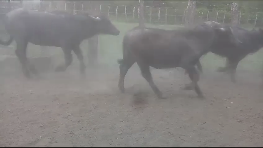 Lote 55 Búfalos