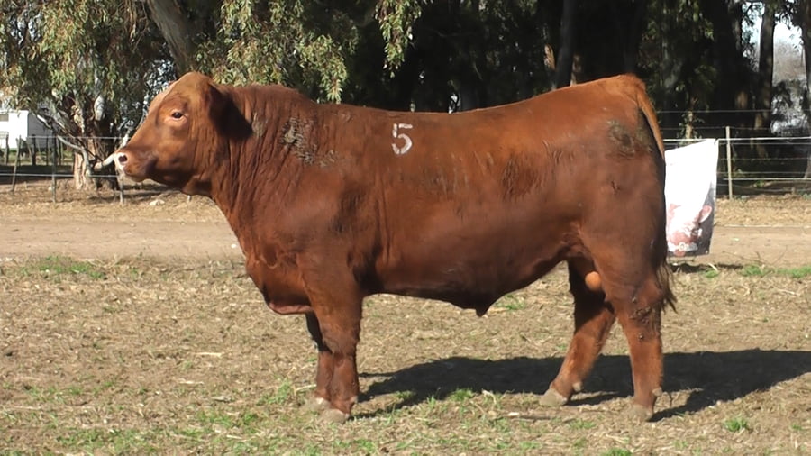 Lote TOROS PUROS DE PEDIGREE