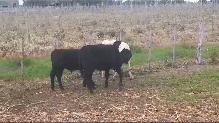 Lote (Vendido)3 Terneros 1 HOLANDO - 2 ANGUS/ HOLANDO a remate en #37 Pantalla Carmelo 215kg -  en COLONIA ESTRELLA