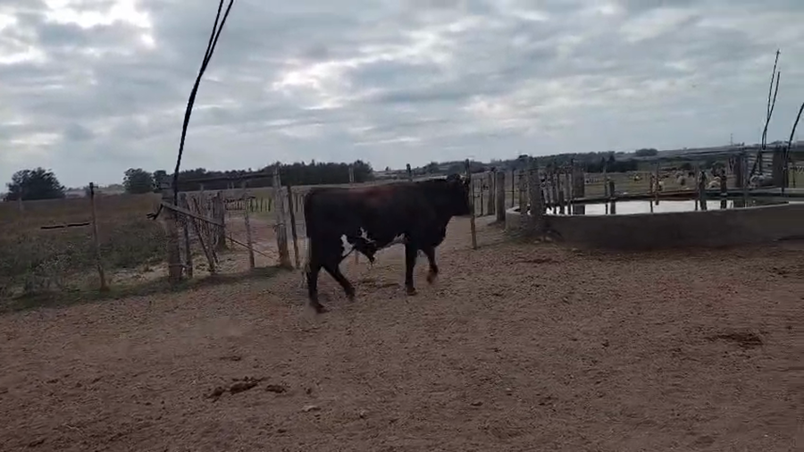 Lote Toros 400kg - , San José