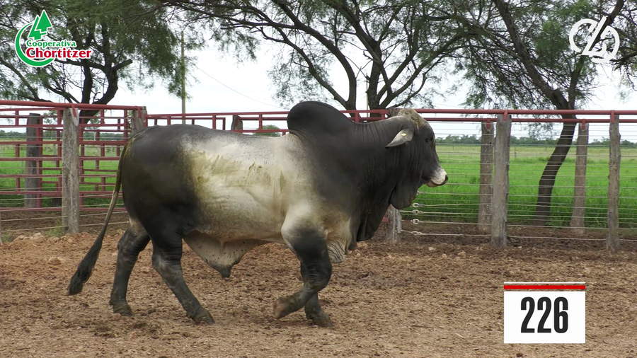 Lote Brahman
