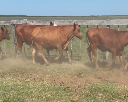 Lote 25 Vacas CUT  en Ituzaingó, Corrientes