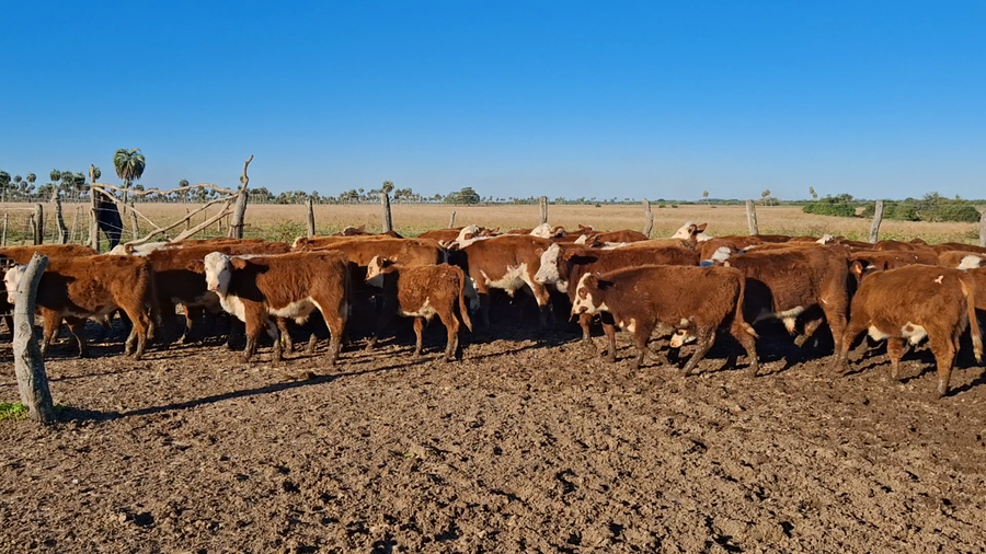 Lote 73 Terneros/as