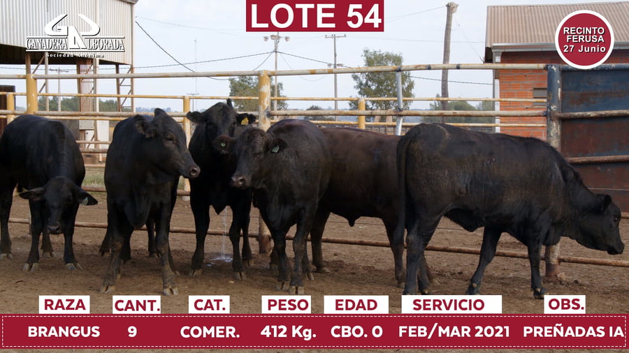 Lote Reproductores de Alborada - Lote 54