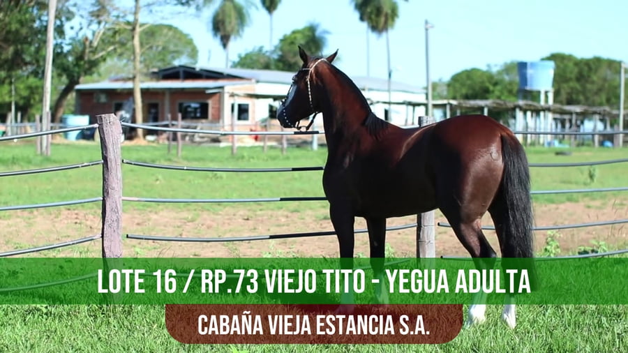 Lote VIEJO TITO