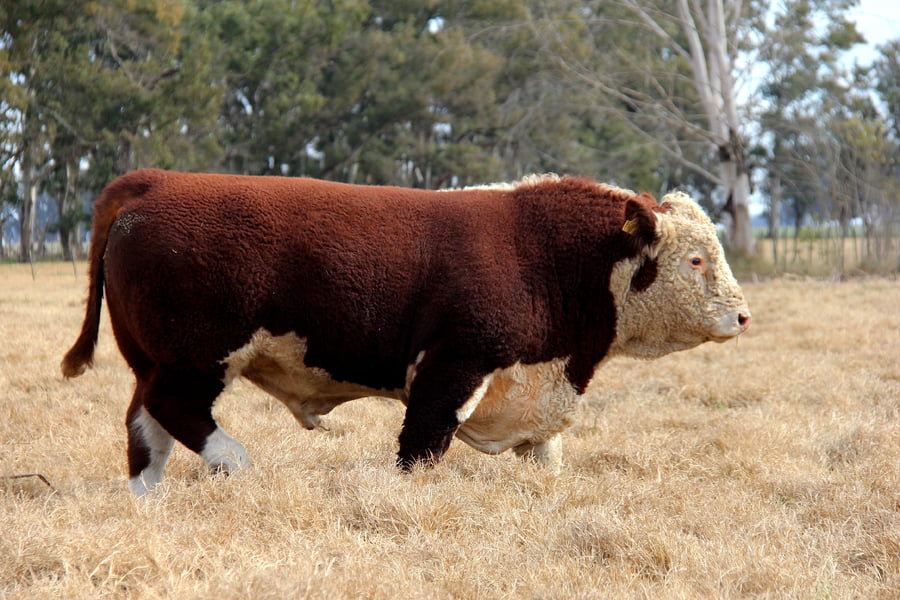 Lote "CHESTER" JOTABE X5011 BAILARIN 154-T/E-