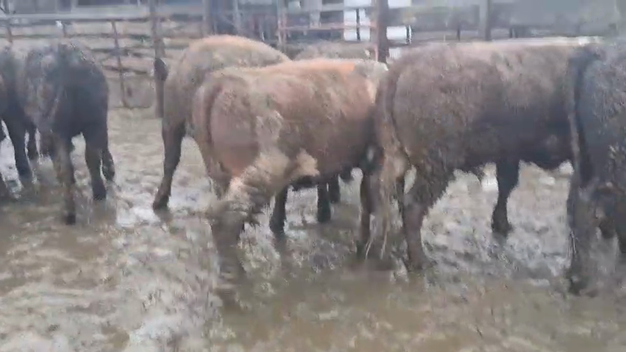 Lote 20 Novillo Gordo en Los Ángeles, VIII Región Biobío