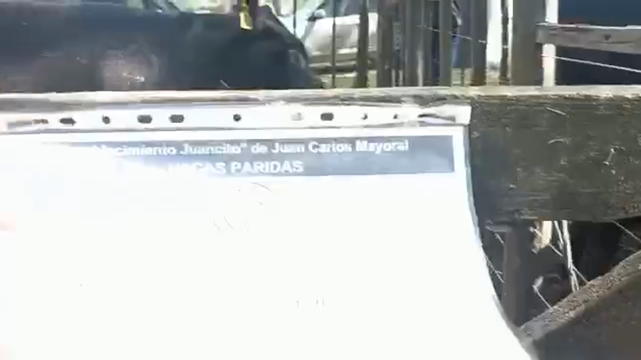 Lote "Corral 14 Vaq. PC Preñadas ""Cabaña Juancito de Juan Carlos Mayoral"""