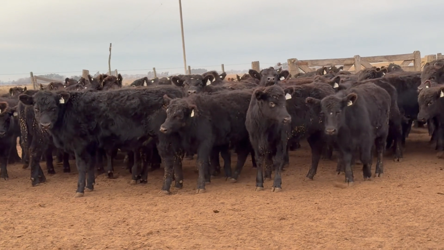 Lote 90 Terneros