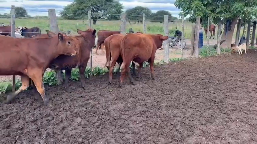 Lote 95 Novillitos en Chaco, Gral. San Martín