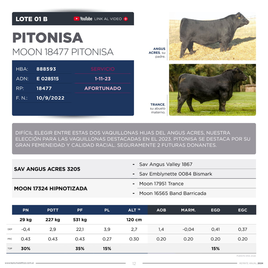 Lote VAQUILLONAS ELITE